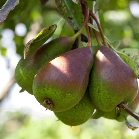 Casa vacanze Rubén Miengo