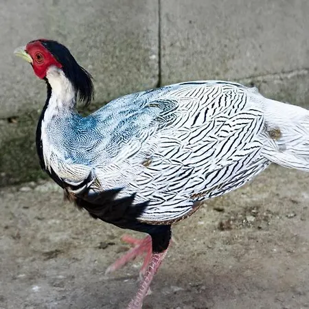 Casa vacanze Rubén Miengo