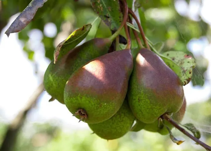 Ferienhaus Ruben Miengo