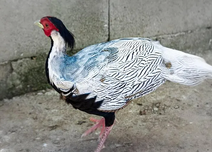 Ferienhaus Ruben Miengo